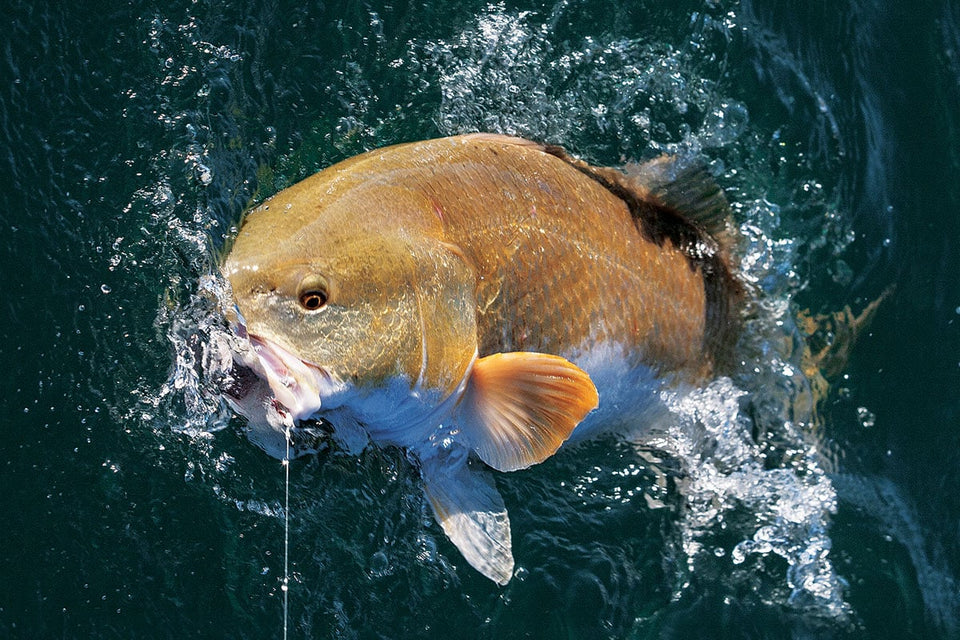 6 Pro Tips for Catching Bull Redfish